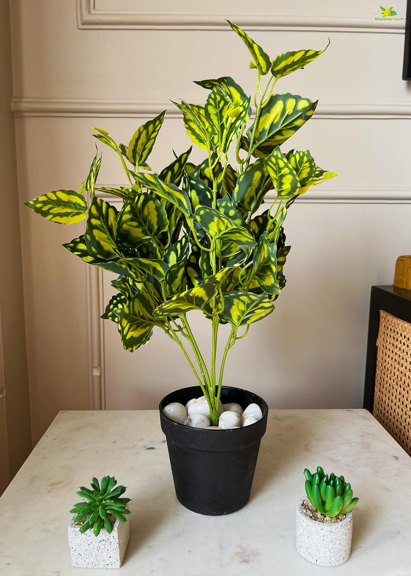 Blooming Floret Artificial Peacock Plant | 48.3 cm Tall Faux Ornamental Plant with 24 Lifelike Leaves | Durable Home & Office Decor in Black Pot - Image 4