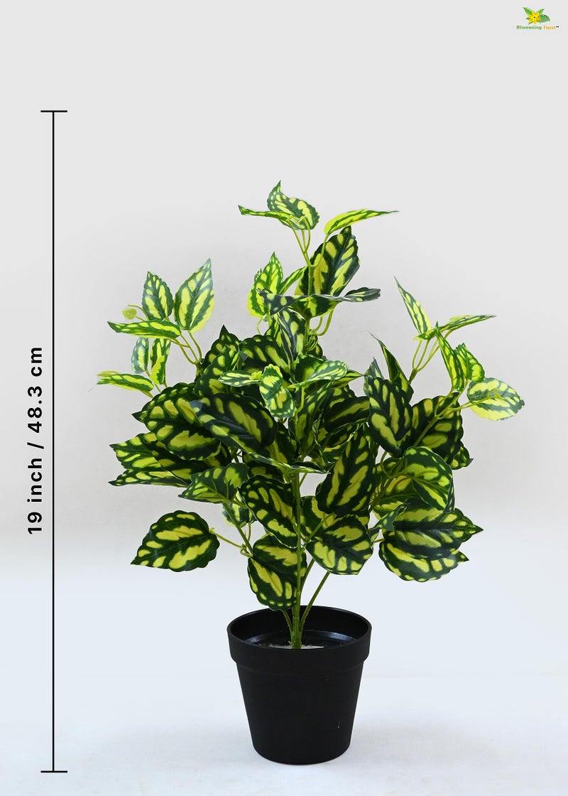Blooming Floret Artificial Peacock Plant | 48.3 cm Tall Faux Ornamental Plant with 24 Lifelike Leaves | Durable Home & Office Decor in Black Pot - Image 3