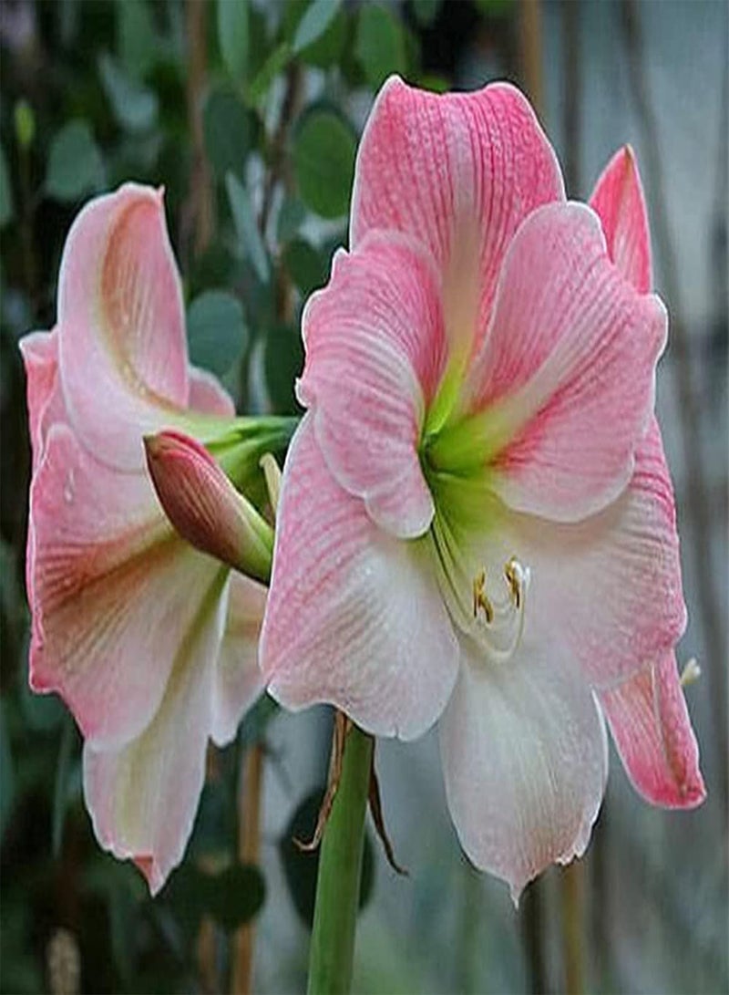 جي جوت بذور أمارلس وردية اللون جذابة وجميلة من هيبيستروم ترمز إلى السعادة الدائمة، مزروعة في الداخل لتجميل البيئة - Image 3