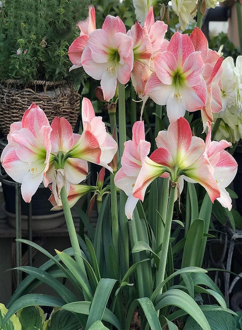 جي جوت بذور أمارلس وردية اللون جذابة وجميلة من هيبيستروم ترمز إلى السعادة الدائمة، مزروعة في الداخل لتجميل البيئة - Image 2