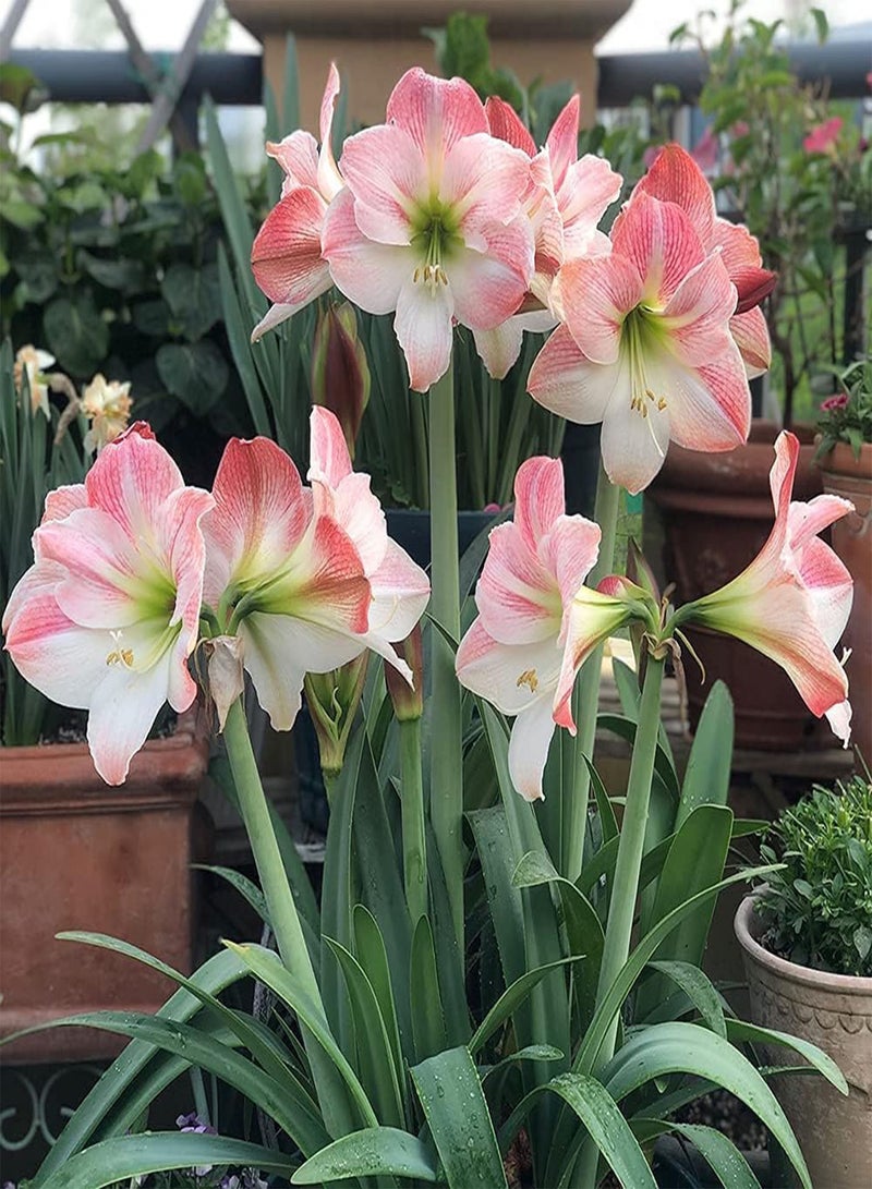 جي جوت بذور أمارلس وردية اللون جذابة وجميلة من هيبيستروم ترمز إلى السعادة الدائمة، مزروعة في الداخل لتجميل البيئة - Image 1