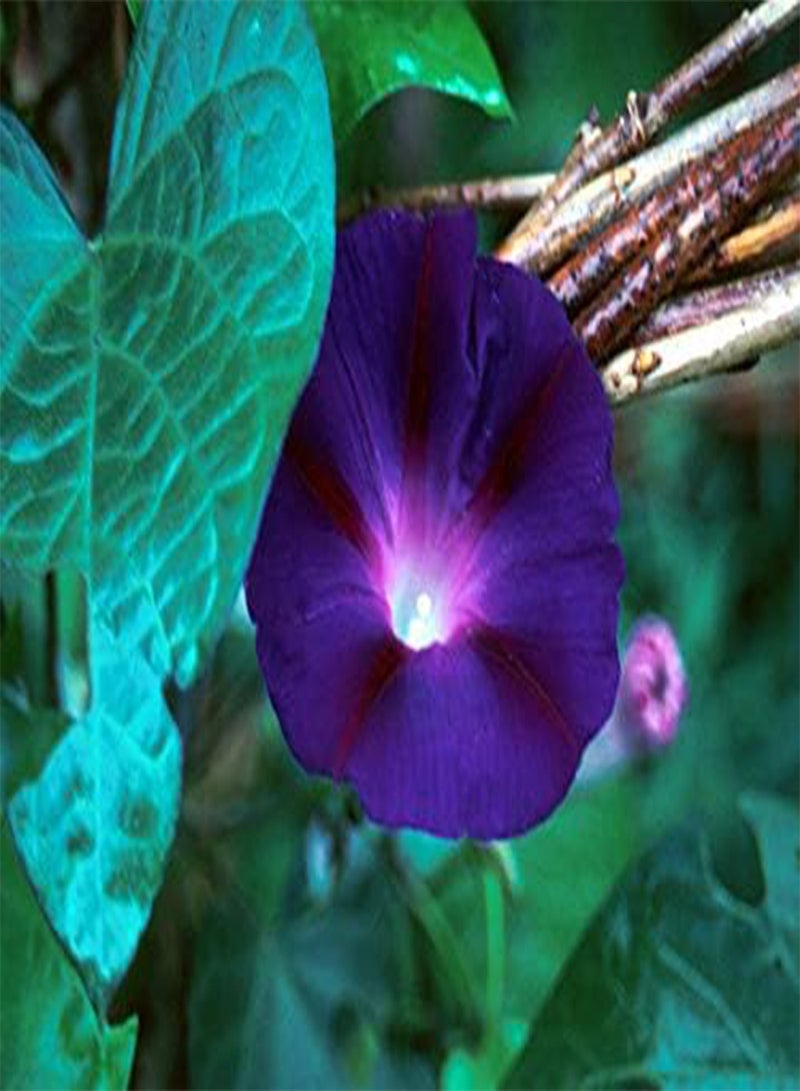 GGOOT Morning Glory - Ipomoea - Black Knight - 110