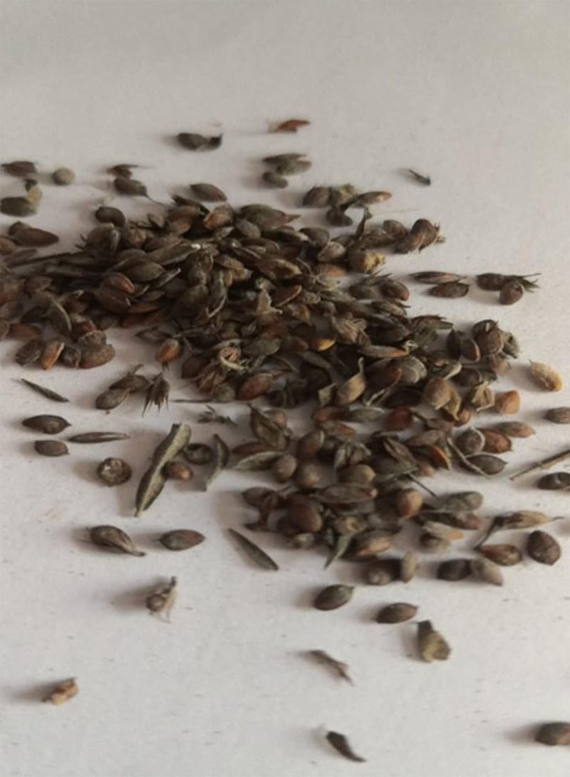 GGOOT Seed for Planting,100Pcs Mixed Aloe Vera Seeds Herbal Succulent Plant Home Garden Bonsai Decor-Aloe Vera Seeds# - Image 2