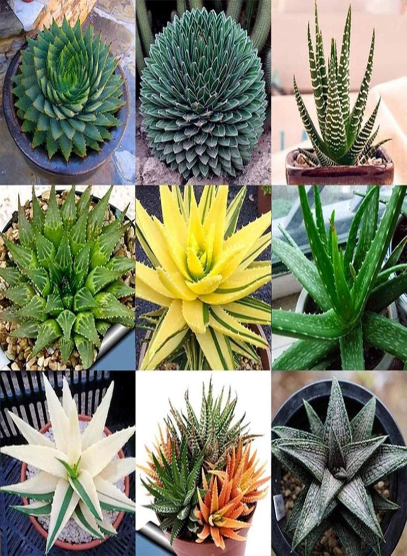 GGOOT Seed for Planting,100Pcs Mixed Aloe Vera Seeds Herbal Succulent Plant Home Garden Bonsai Decor-Aloe Vera Seeds# - Image 1