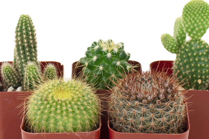 Shop Succulents Shop Succulents | Can't Touch This Collection | Assortment of Hand Selected, Fully Rooted Live Indoor Cacti Plants, 5-Pack  - Image 4
