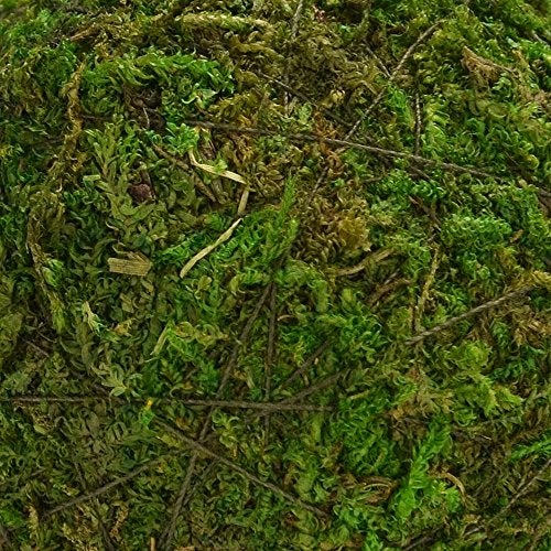 BYHER كرة ديكور طبيعية من موس أخضر من BYHER، مصنوعة يدويًا (2" - مجموعة من 12) - Image 5