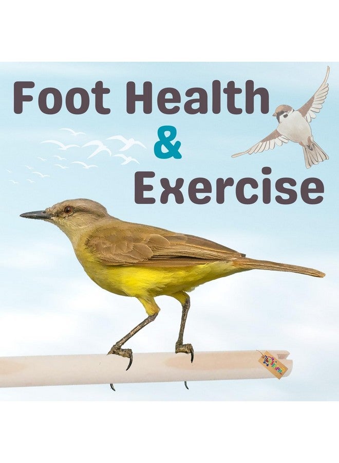 Western Era 'S Avian Haven Wooden Perch: Optimal Foot Health & Comfort For Your Feathered Companions, Ideal For Parakeets, Cockatiels & Small Birds, Crafted From Natural Wood For Durability (Pack Of 2) - Image 5