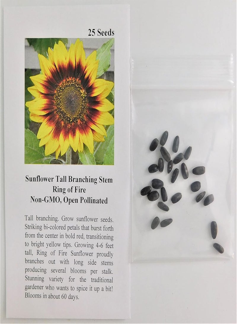 GGOOT Sunflower Tall Branching Stem Ring of Fire 7151 (Multi) 25 Non-GMO, Open Pollinated Seeds - Image 2