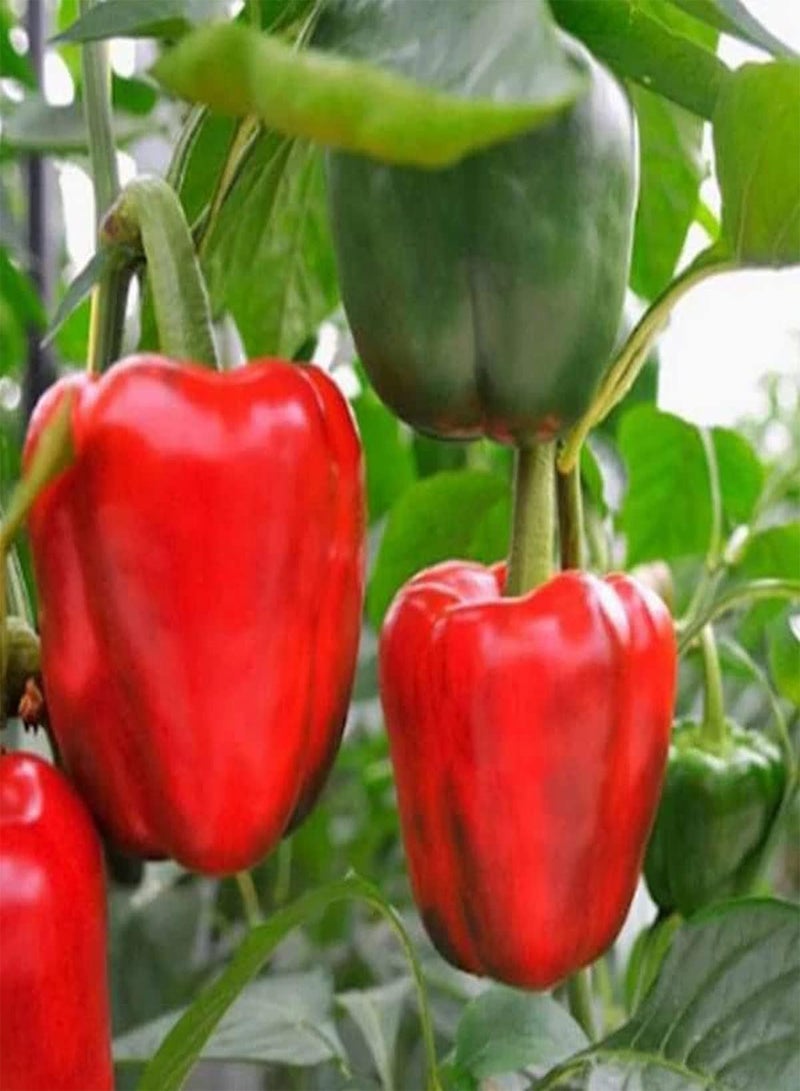 جي جوت بذور خضراوات الفلفل الحلو الروسي الأحمر - Capsicum Annuum، فلفل حلو هجين F1 XXL، زراعة منزلية بواسطة Heavy Torch، 10 بذور - Image 5