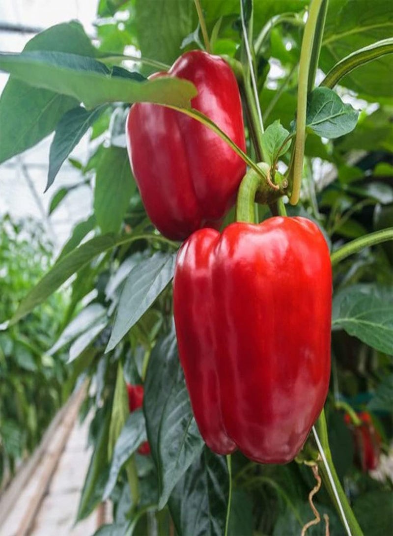 جي جوت بذور خضراوات الفلفل الحلو الروسي الأحمر - Capsicum Annuum، فلفل حلو هجين F1 XXL، زراعة منزلية بواسطة Heavy Torch، 10 بذور - Image 2