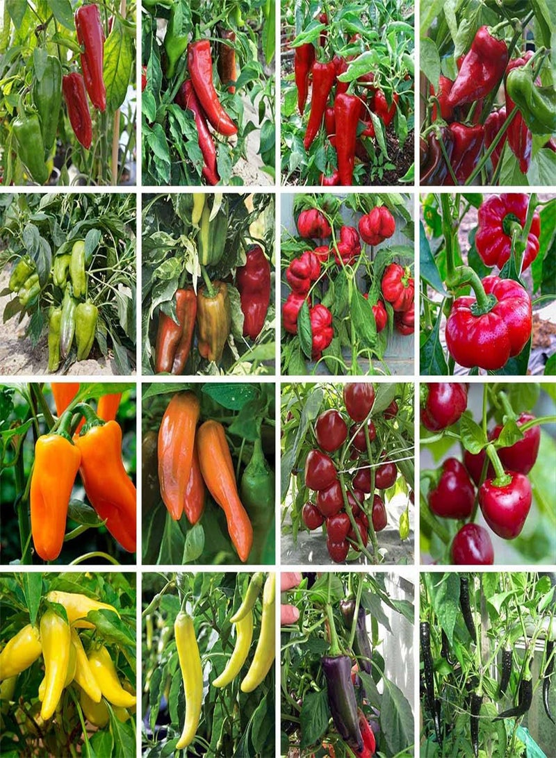 جي جوت بذور خضراوات الفلفل الحلو الروسي الأحمر - Capsicum Annuum، فلفل حلو هجين F1 XXL، زراعة منزلية بواسطة Heavy Torch، 10 بذور - Image 1