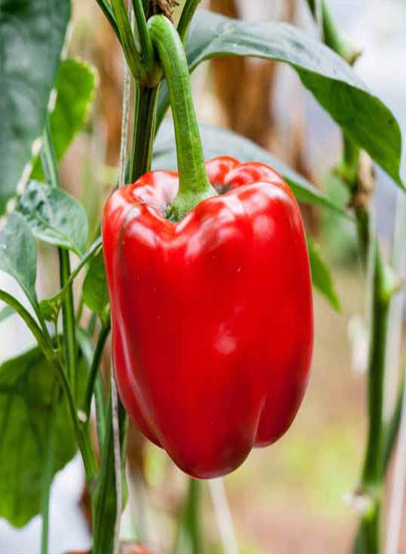 جي جوت بذور خضراوات الفلفل الحلو الروسي الأحمر - Capsicum Annuum، فلفل حلو هجين F1 XXL، زراعة منزلية بواسطة Heavy Torch، 10 بذور - Image 4