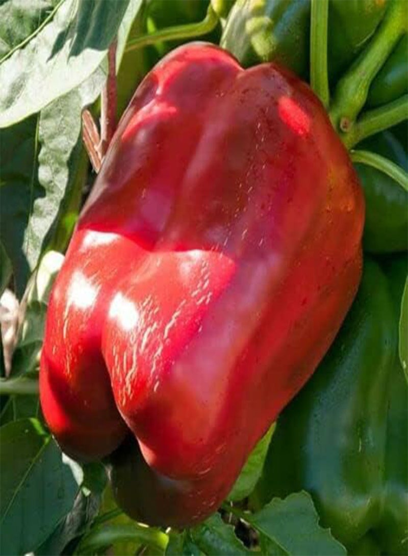 جي جوت بذور خضراوات الفلفل الحلو الروسي الأحمر - Capsicum Annuum، فلفل حلو هجين F1 XXL، زراعة منزلية بواسطة Heavy Torch، 10 بذور - Image 3