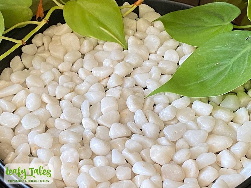 Leafy Tales White Polished Marble Stone Pebbles for Home & Garden Decoration|Plants & Pots|Art & Craft|Aquarium Vase Filler | White Polish 500 GMS - Image 3