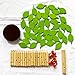 Carykon Early Childhood Building Blocks Wooden Assembling Tree Combination Boys and Girls DIY Disassembly Puzzles Educational Toys Home Office Decoration Green3 Yrs - Image 4