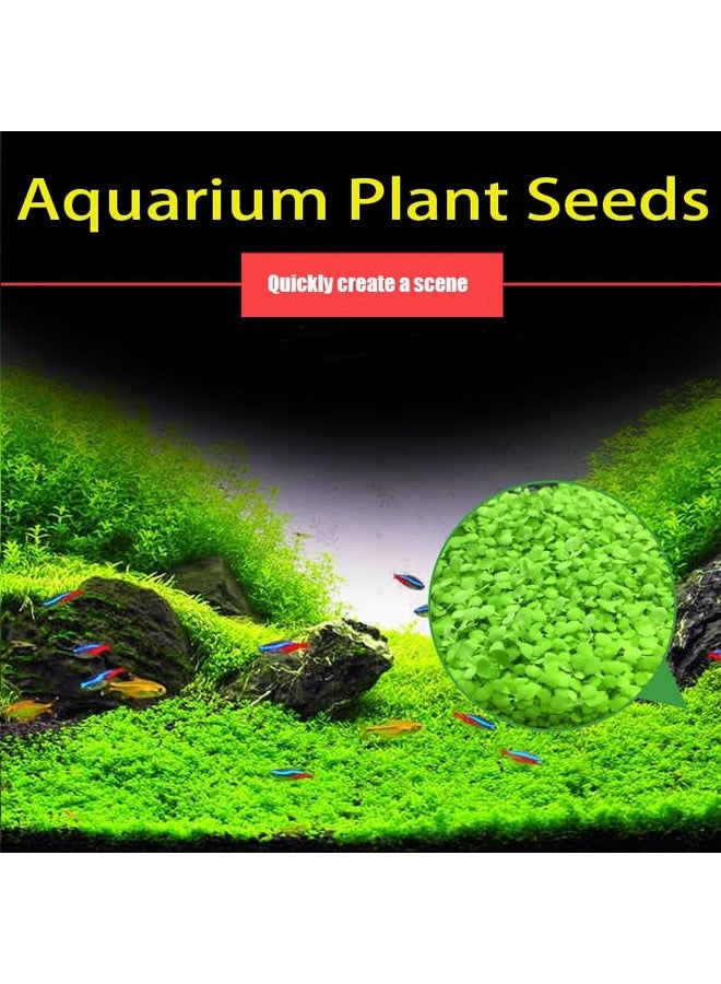Generic 3 Pack Aquarium Plant S.e.e.d Set, not Artificial plasticl Plant. Real Grass Tank Decor Replacement for Resin or Plastic Grass  - Image 5