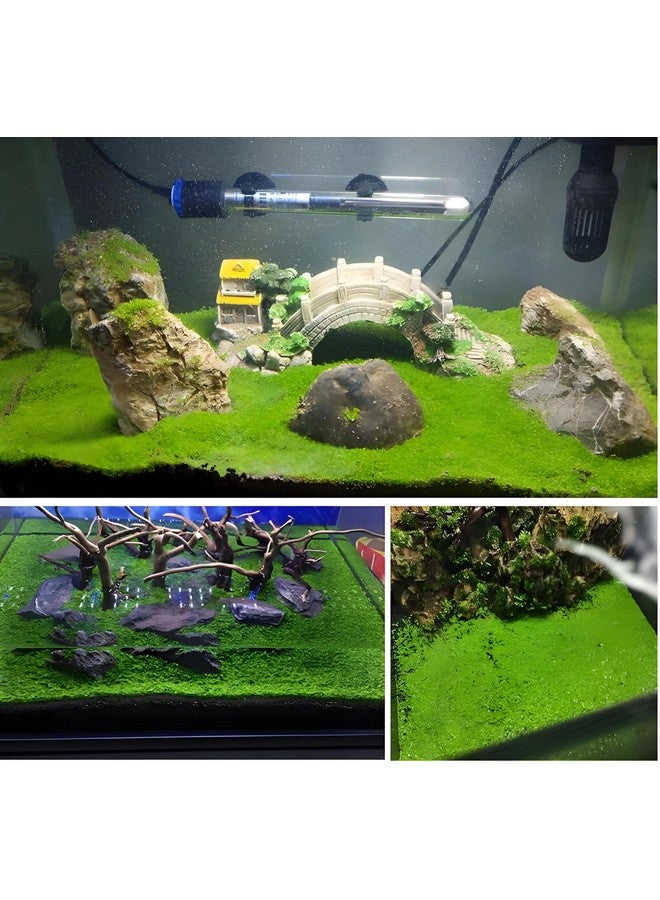 Generic 3 Pack Aquarium Plant S.e.e.d Set, not Artificial plasticl Plant. Real Grass Tank Decor Replacement for Resin or Plastic Grass  - Image 4