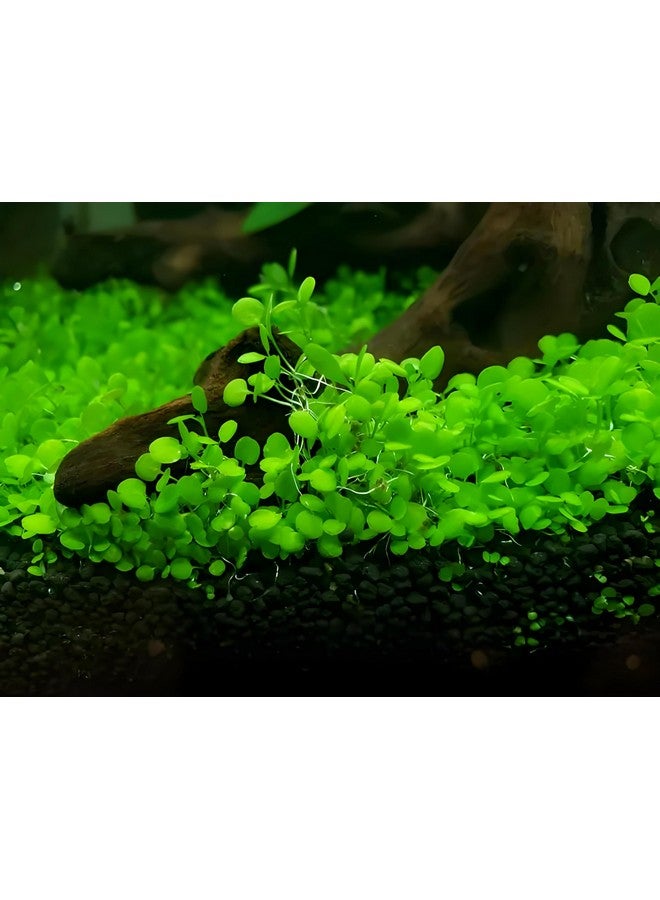 Generic 3 Pack Aquarium Plant S.e.e.d Set, not Artificial plasticl Plant. Real Grass Tank Decor Replacement for Resin or Plastic Grass  - Image 2