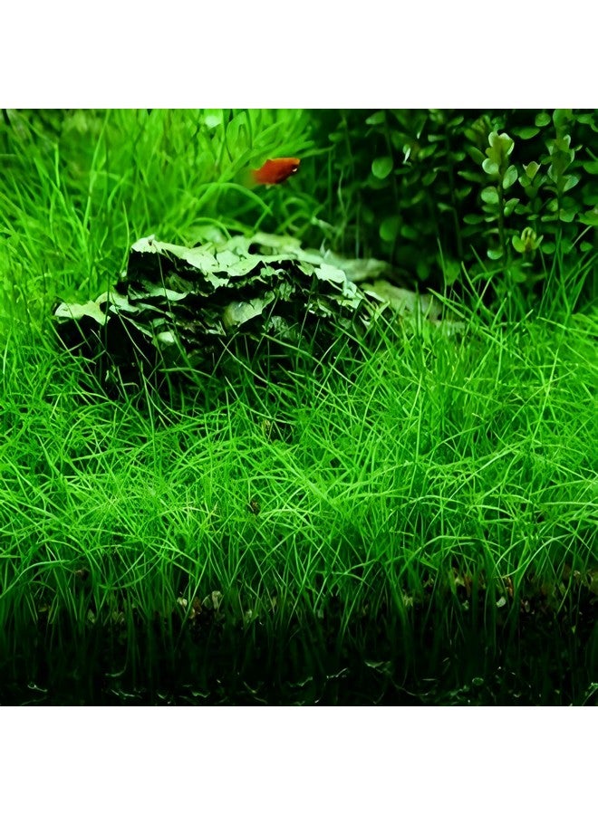 Generic 3 Pack Aquarium Plant S.e.e.d Set, not Artificial plasticl Plant. Real Grass Tank Decor Replacement for Resin or Plastic Grass  - Image 3