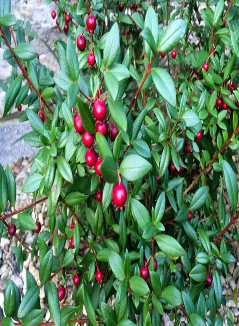 جي جوت الجوافة التشيلية Ugni Molinae 20+ بذور المحصول الخاص - Image 2