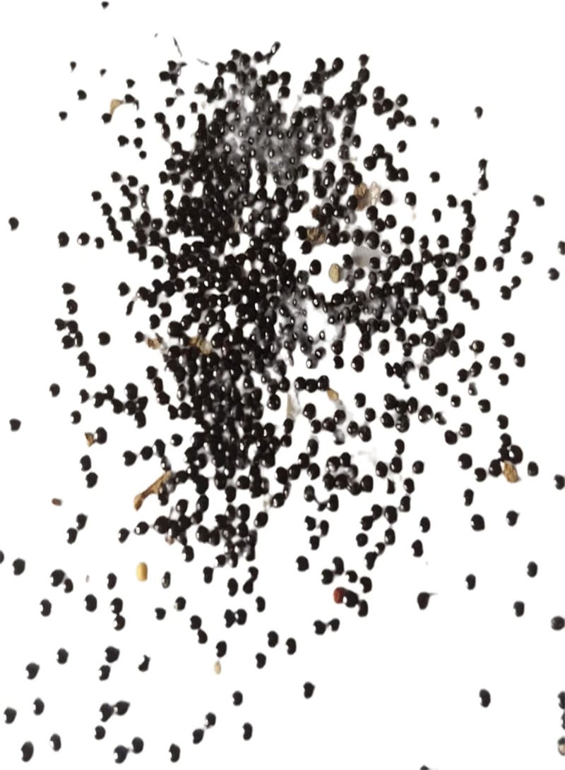 جي جوت 20 قطعة/كيس من بذور القنا، نباتات هندية حمراء محبة للماء، حلوة وسهلة النمو، مناسبة لبذور القنا المنزلية - Image 2