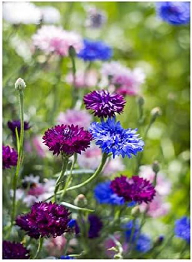 جي جوت بذور Centaurea cyanus مزيج خاص (زهرة الذرة) 100 بذرة - Image 1