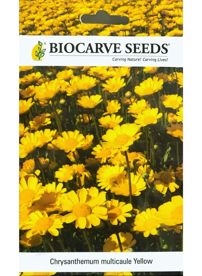 BIOCARVE SEEDS BIOCARVE Chrysanthemum MULTICAULE Yellow Seeds