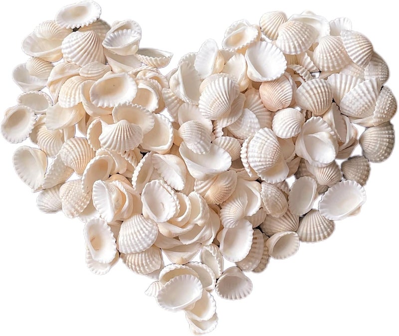 Wanwanzi 140Pcs Tiny Sea Shells - 0.8-1.2 inches Natural Small White Clam Shells for Crafts Bulk for Home Decor, Beach Theme Party, Fish Tank Vase Filler, Bracelet Making - Image 1