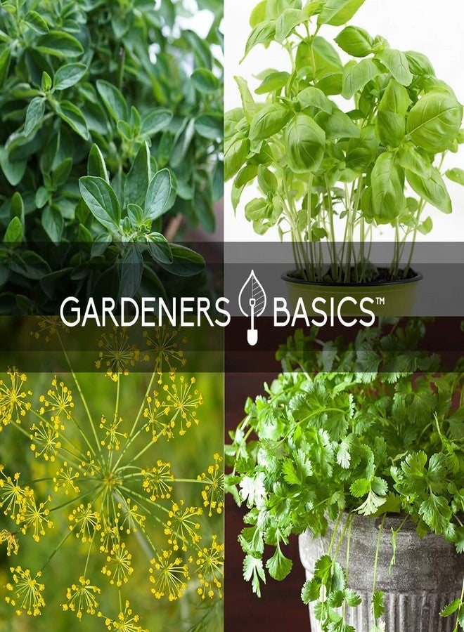 Gardeners Basics أساسيات البستنة، 15 نوعًا من بذور الأعشاب لزراعة أصناف متنوعة، أصناف تراثية غير معدلة وراثيًا، أكثر من 5200 بذرة للزراعة الداخلية، والزراعة المائية، والزراعة الخارجية - الريحان، والنعناع البري، والثوم المعمر، والكزبرة، والأوريجانو، والبقدونس، والنعناع الفلفلي، وإكليل الجبل، وغيرها - Image 4