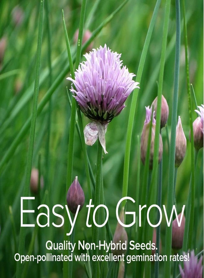 Gardeners Basics أساسيات البستنة، 15 نوعًا من بذور الأعشاب لزراعة أصناف متنوعة، أصناف تراثية غير معدلة وراثيًا، أكثر من 5200 بذرة للزراعة الداخلية، والزراعة المائية، والزراعة الخارجية - الريحان، والنعناع البري، والثوم المعمر، والكزبرة، والأوريجانو، والبقدونس، والنعناع الفلفلي، وإكليل الجبل، وغيرها - Image 5