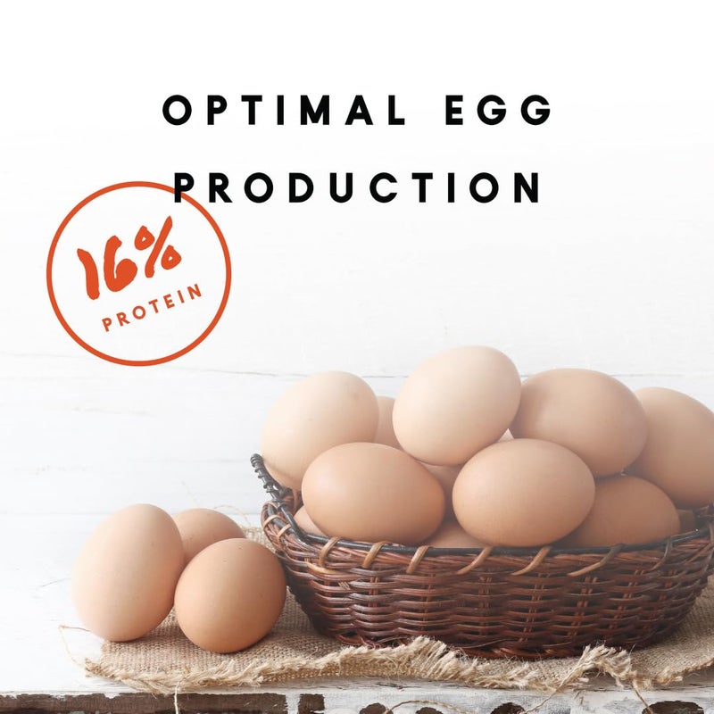 Manna Pro Chicken Feed, 16% Protein Layer Crumbles with Probiotics for Digestive Health, Complete Feed for Laying Hens to Support Egg Production, Nutrient-Rich Chicken Food, Made in USA, 8 lb Bag - Image 2