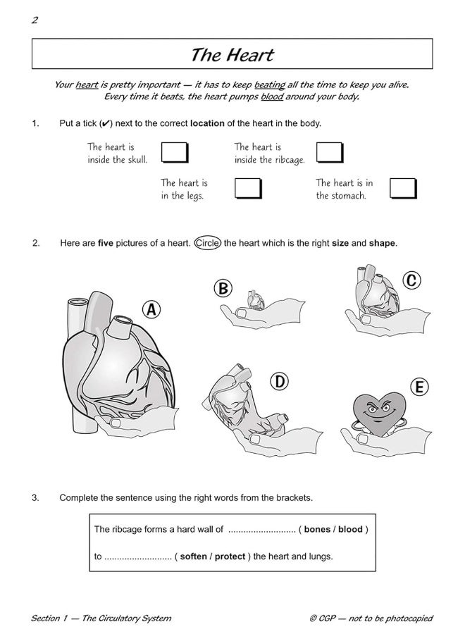 KS2 Science Year Six Workout: Circulation & Keeping Healthy - Image 5