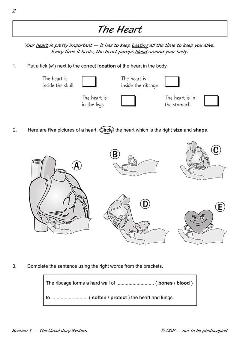 KS2 Science Year Six Workout: Circulation & Keeping Healthy - Image 5