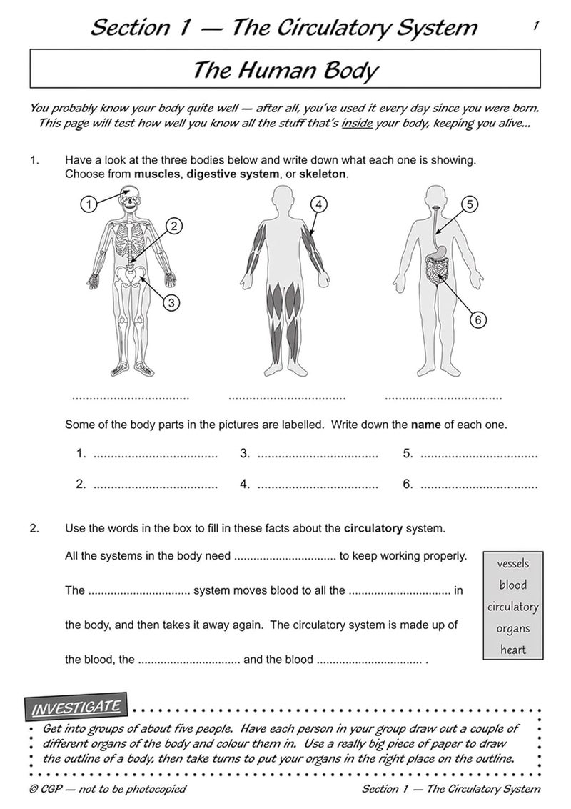 KS2 Science Year Six Workout: Circulation & Keeping Healthy - Image 4
