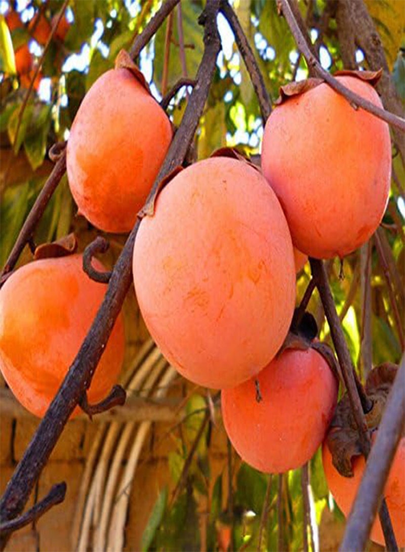 GGOOT Egrow 30 Pcs/Pack Persimmon Tree Seeds Diospyros Kaki Fruit Seed Home Garden Bonsai Plants - Image 3