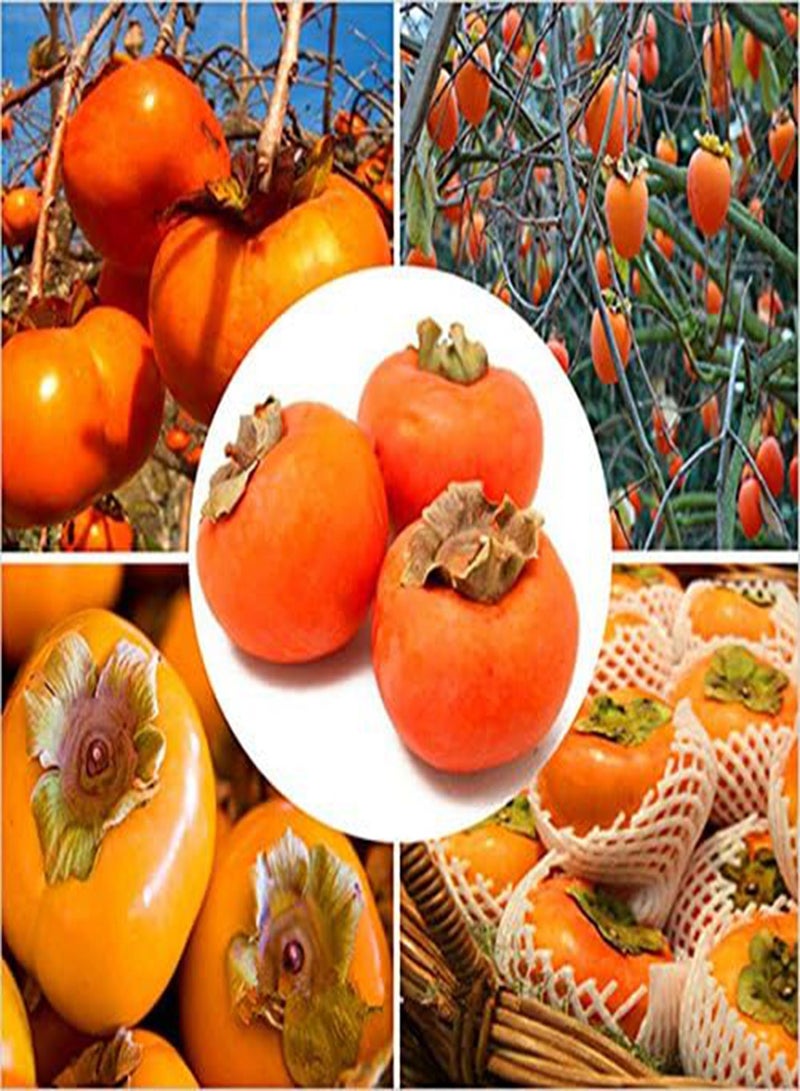 GGOOT Egrow 30 Pcs/Pack Persimmon Tree Seeds Diospyros Kaki Fruit Seed Home Garden Bonsai Plants - Image 1