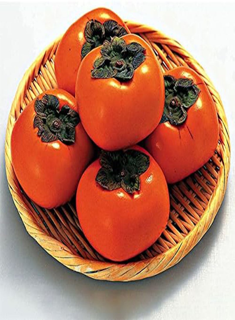 GGOOT Egrow 30 Pcs/Pack Persimmon Tree Seeds Diospyros Kaki Fruit Seed Home Garden Bonsai Plants - Image 4