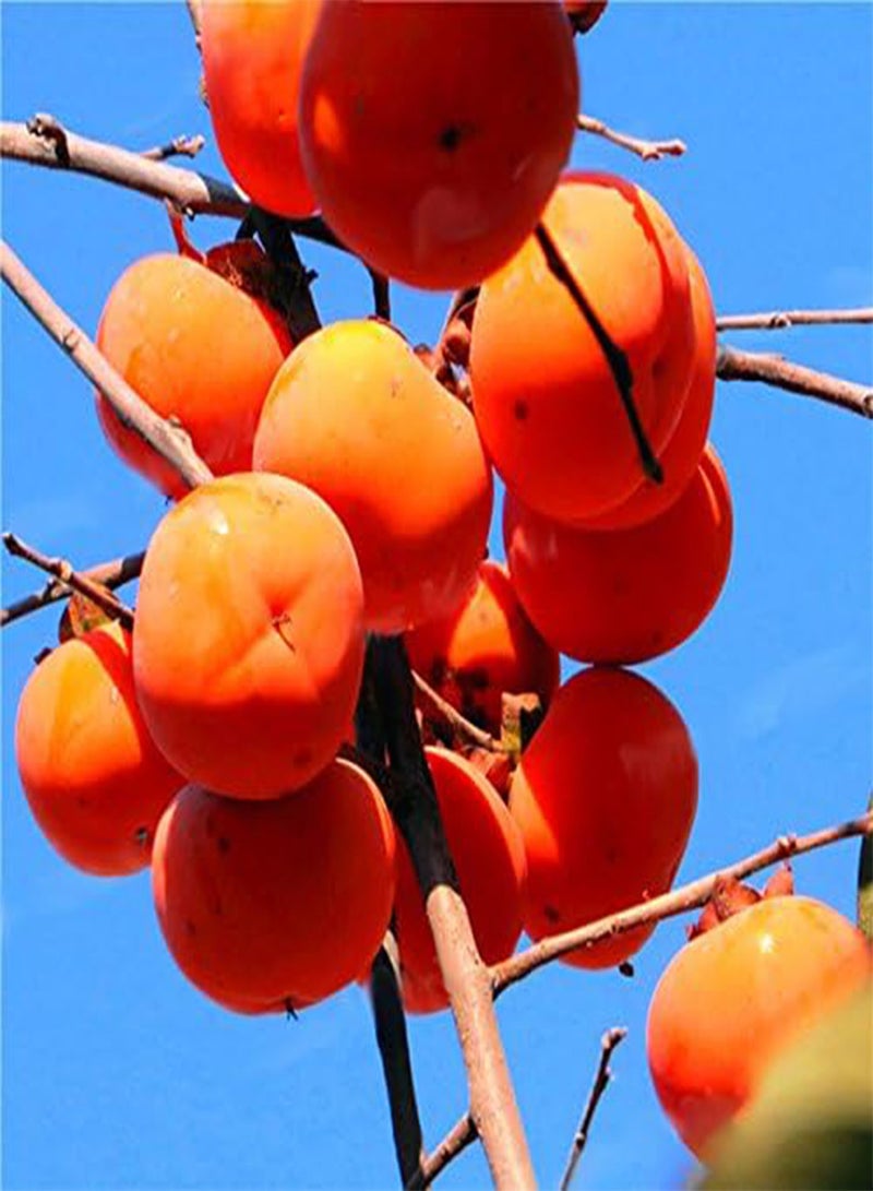 GGOOT Egrow 30 Pcs/Pack Persimmon Tree Seeds Diospyros Kaki Fruit Seed Home Garden Bonsai Plants - Image 2
