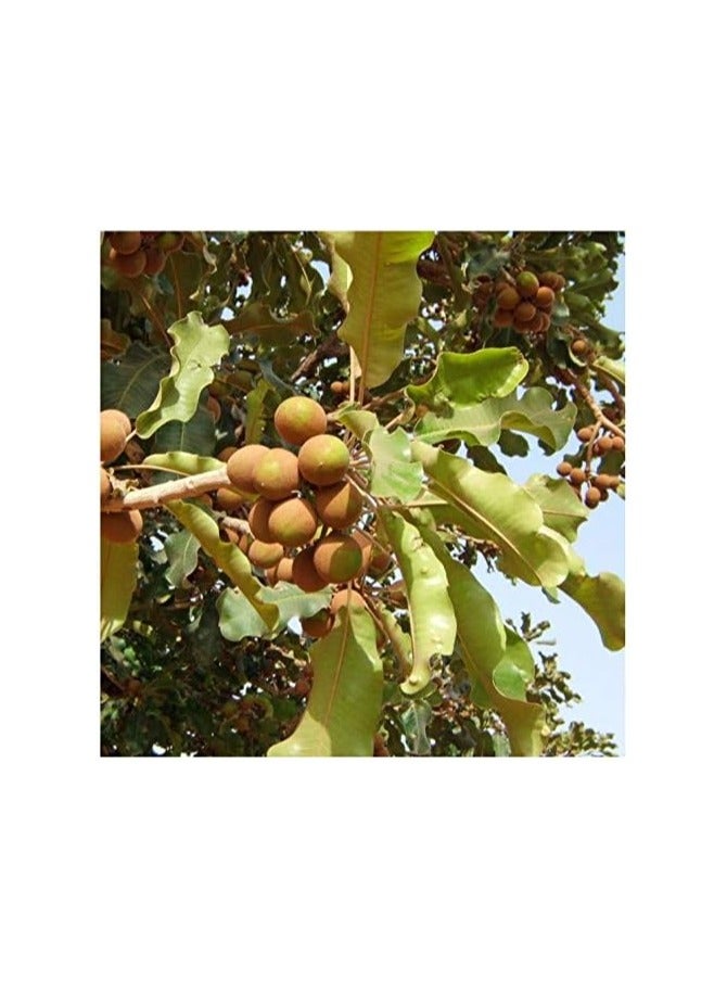 ناتشورال زبدة الشيا الافريقية الطبيعية 100% للبشرة والشعر 250 مل - Image 4