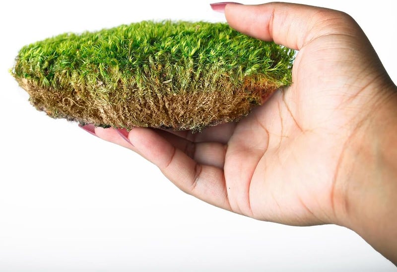 Super Moss Mood Preserved Natural Green Moss - 1200 Cubic Inches - Image 3