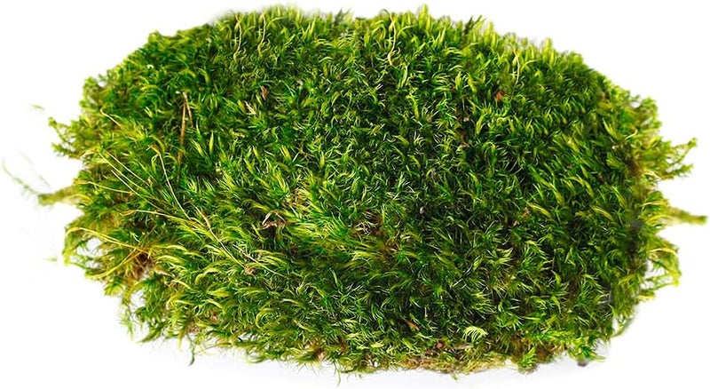 Super Moss Mood Preserved Natural Green Moss - 1200 Cubic Inches - Image 2