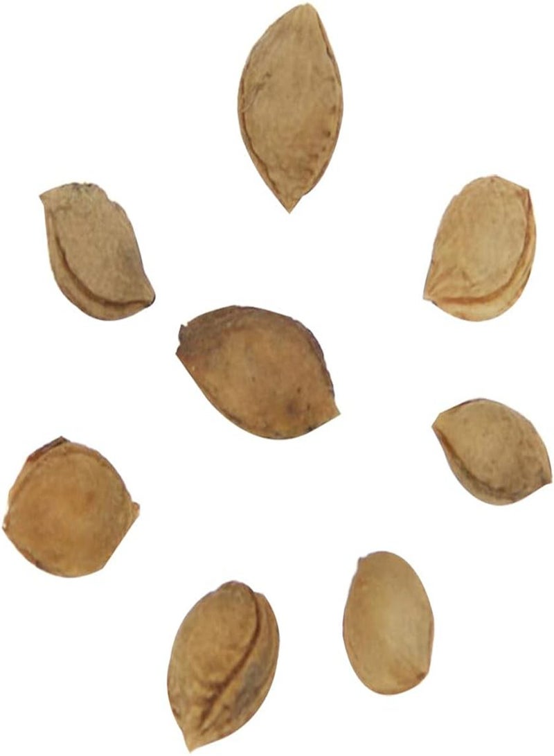 GGOOT 10Pcs/Bag Plum Seeds,Delicious Fruit Home Garden Planting Tree Easy Grow for Planting Garden Yard Outdoor 1 One Size - Image 2