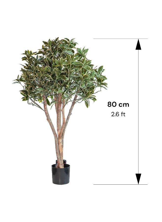 Gulf Flowers Gulf Flowers Artificial Euonymus Japonicus Tree – 80cm Tall Faux Green Plant with Real Trunk & 1386 Leaves – Decorative Indoor Tree for Home, Office, Hotel & Event Display  - Image 2