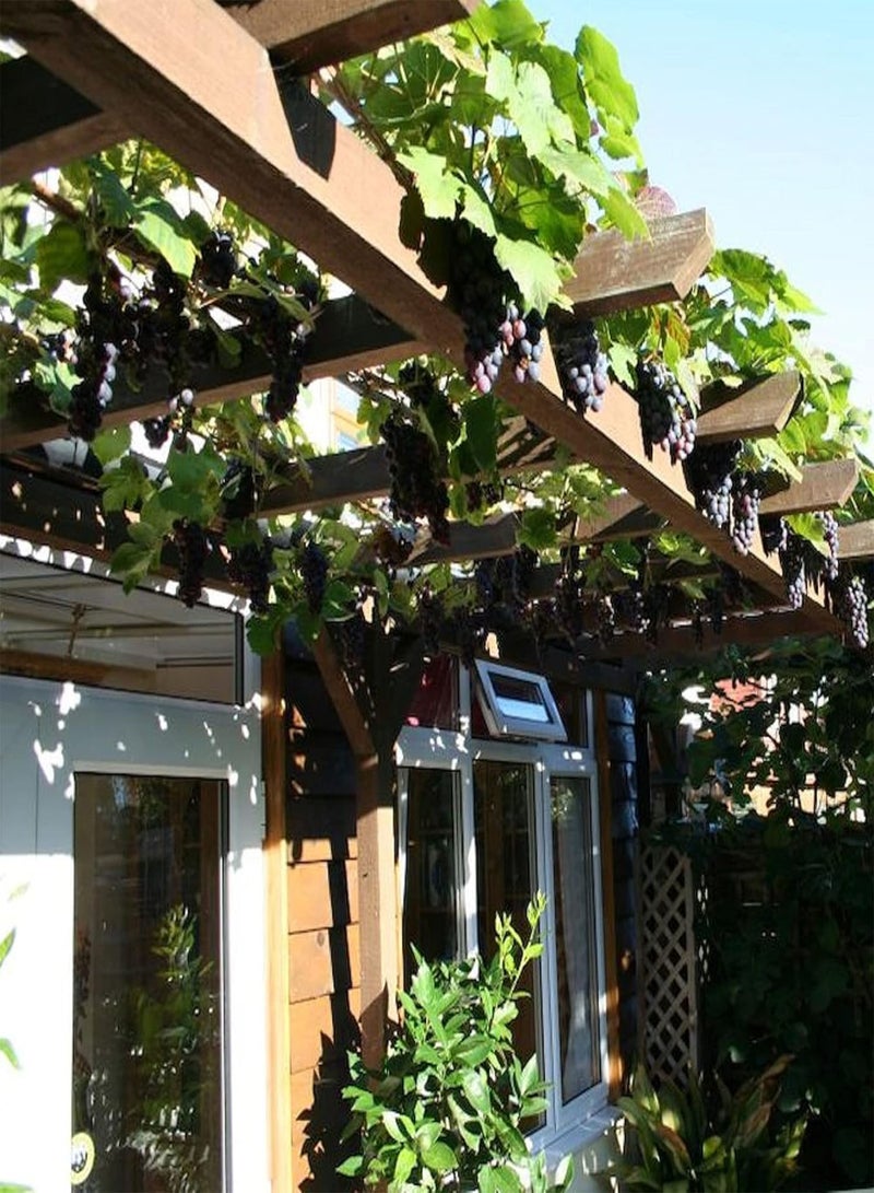 GGOOT Grape Vine, Black Fruit, Grow Your Own, Outdoor Plant, Hardy Shrub Plants, Self Fertile, Grapes, Seedless, Dessert Vines, for The UK Garden 1 x 2 LitreGrape 'Dornfelder' Boskoop Glory by seeds - Image 3