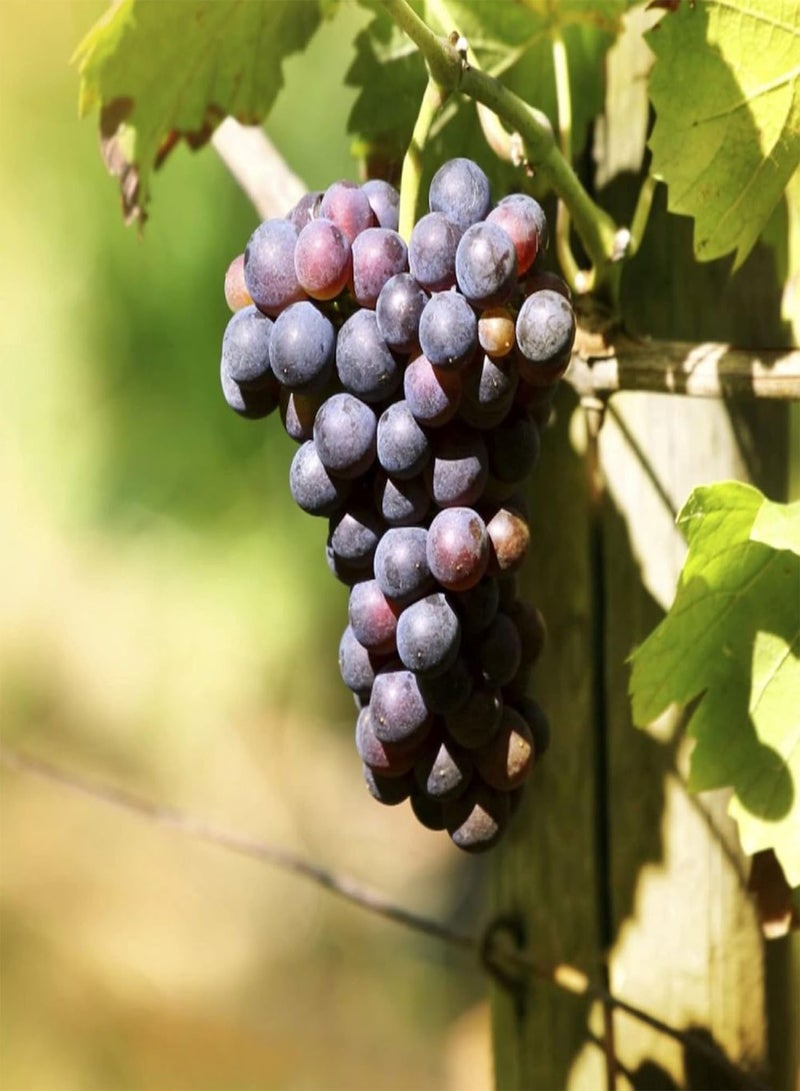 GGOOT Grape Vine, Black Fruit, Grow Your Own, Outdoor Plant, Hardy Shrub Plants, Self Fertile, Grapes, Seedless, Dessert Vines, for The UK Garden 1 x 2 LitreGrape 'Dornfelder' Boskoop Glory by seeds - Image 2