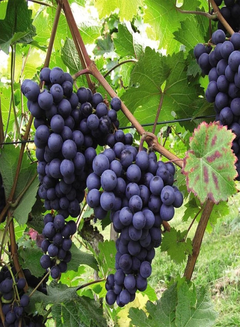 GGOOT Grape Vine, Black Fruit, Grow Your Own, Outdoor Plant, Hardy Shrub Plants, Self Fertile, Grapes, Seedless, Dessert Vines, for The UK Garden 1 x 2 LitreGrape 'Dornfelder' Boskoop Glory by seeds - Image 1