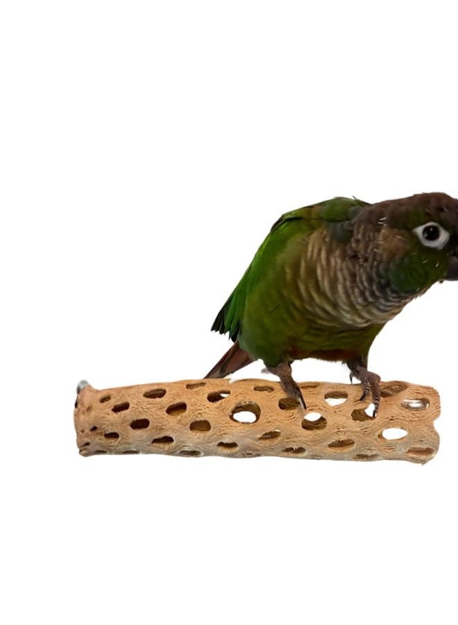 Polly's Cholla Cactus Bird Perch, Small - Image 2