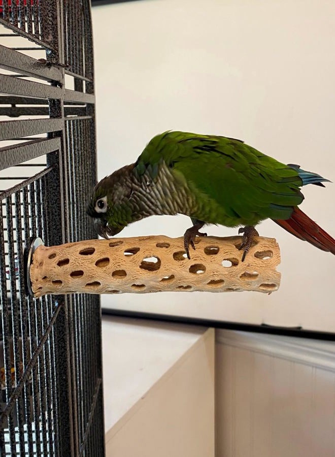 Polly's Cholla Cactus Bird Perch, Small - Image 4