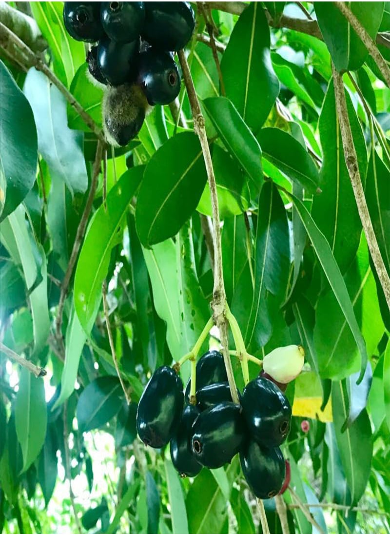 GGOOT - Java Plum, Jamun Berry (Syzygium cumini) Seeds (5) - Image 1