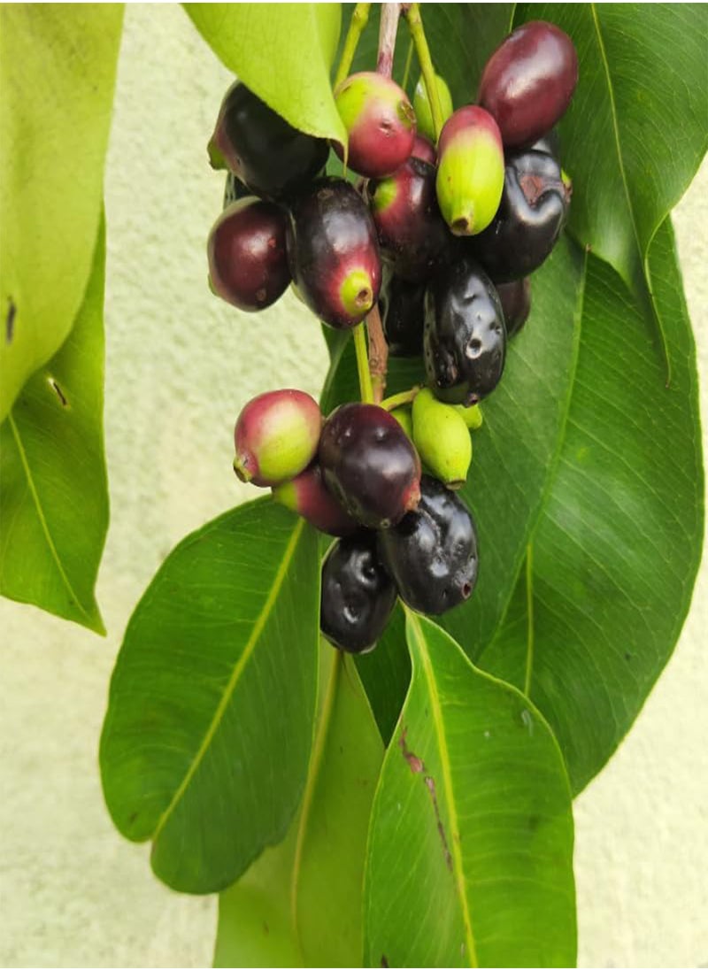 GGOOT - Java Plum, Jamun Berry (Syzygium cumini) Seeds (5) - Image 1